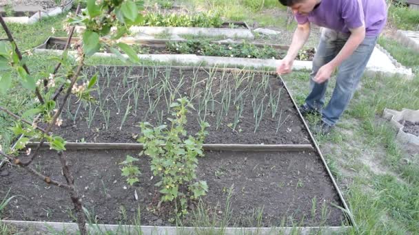 Farmer samlar skräp från trädgården där det växer lök — Stockvideo