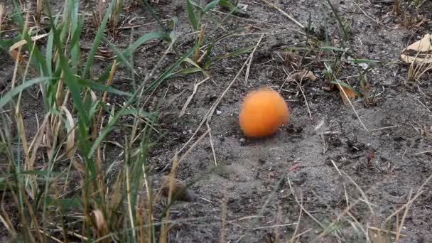 Helle Aprikose Fällt Auf Den Grauen Trockenen Boden — Stockvideo