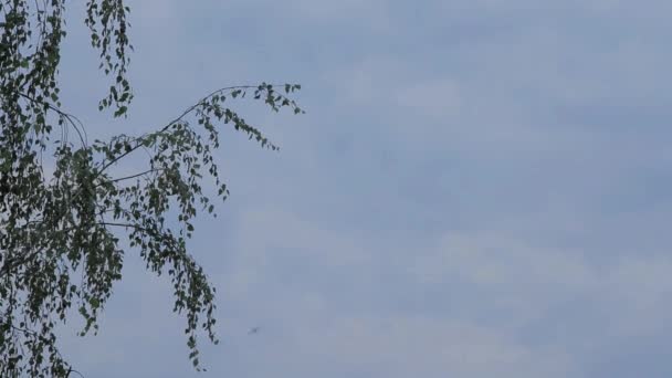 Movimiento Ligero Ramas Con Verdes Jóvenes Fondo Una Con Nubes — Vídeos de Stock