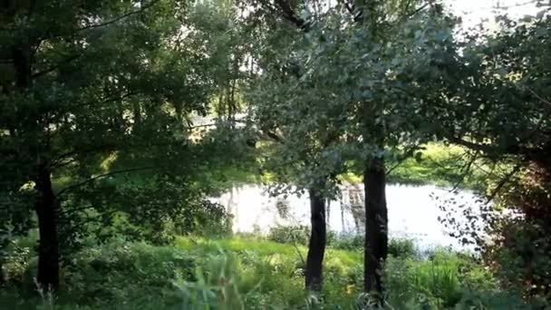 Piccolo Lago Tra Gli Alberi — Video Stock