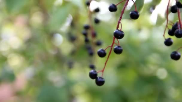 Schwarze Beeren Auf Einem Zweig — Stockvideo