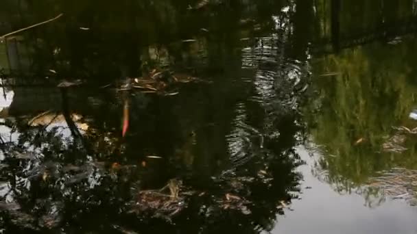 Rybářské tyče se propadnou do tmavého znečištěného rybníka — Stock video
