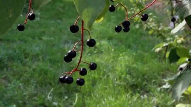 Na gałęzi ciemne jagody na tle zielonej trawy — Wideo stockowe