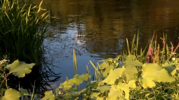 Shore of a reservoir in the sunset — Stock Video