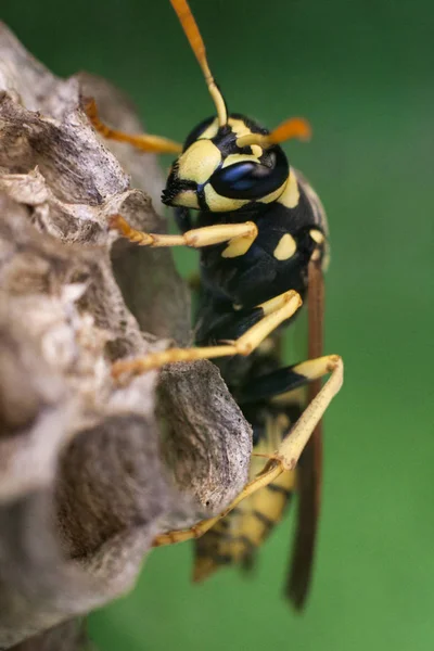 Macrofotografía Una Avispa — Foto de Stock