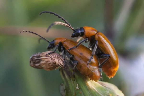 Par Escarabajos Primavera — Foto de Stock