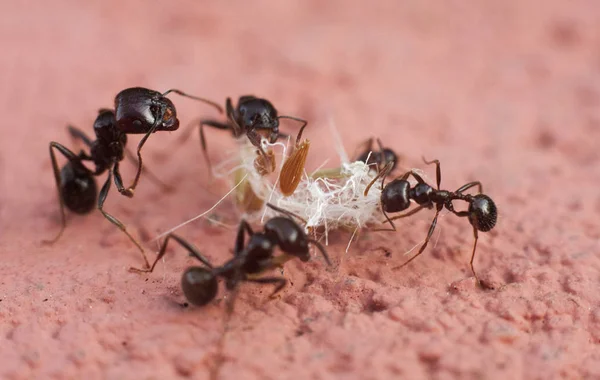 Some Ants Cooperating Carry Food — Stock Photo, Image