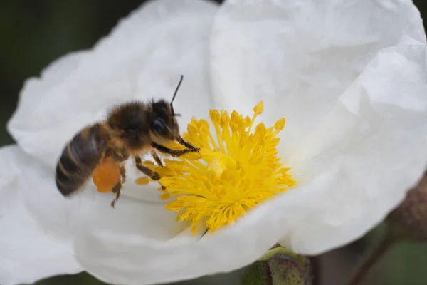 Una Abeja Obrera Está Tomando Polen Almacenándolos Sus Bolsas — Foto de Stock