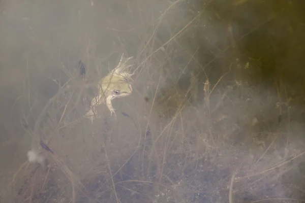 Common Frog Underwater Small Lagoon — Stock Photo, Image