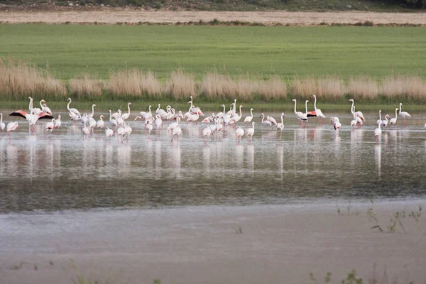 Flamingos Der Lagune Von Petrola Spanien — Stockfoto