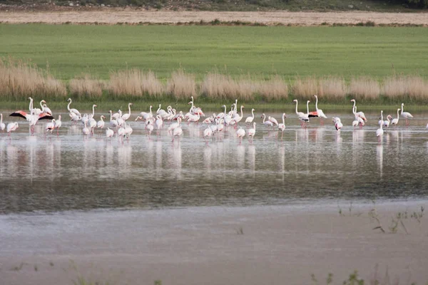 Flamants Roses Dans Lagune Petrola Espagne — Photo