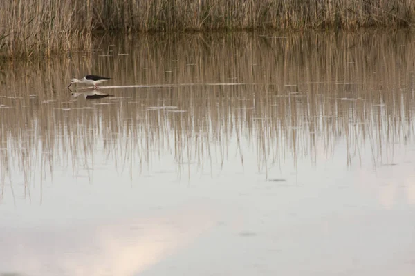 Échasses Ailes Noires Dans Lagune Petrole Espagne — Photo