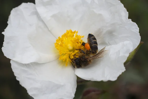 Une Abeille Ouvrière Profitant Collecte Pollen Image En Vente