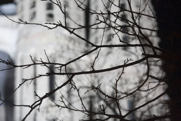 Abstract View Some Branch Silhouettes Sagrada Familia Cathedral Background Stock Picture