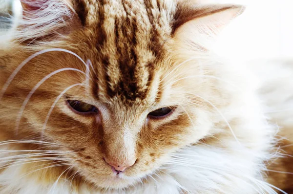 Head Red Fluffy Cat Closeup Horizontal — Stock Photo, Image