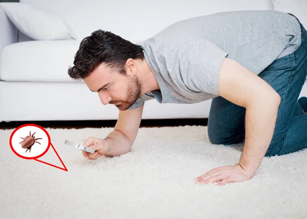 Человек проверяет клещей пыли ковров и паразитов жуков — стоковое фото