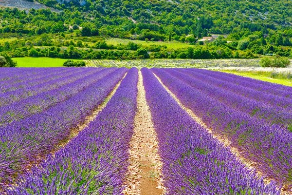 Campos de lavanda perto de Valensole em Provence, França . — Fotografia de Stock