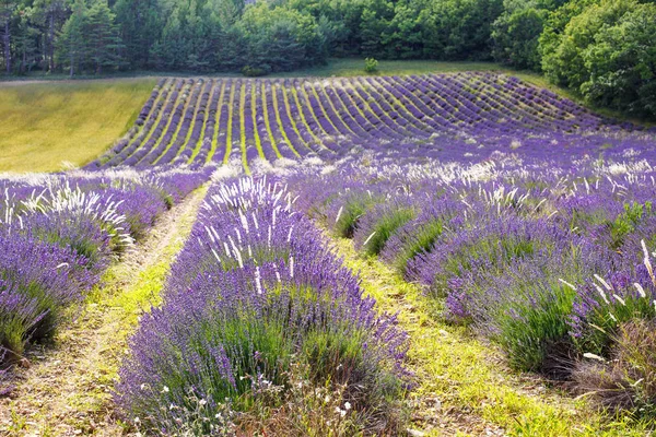 Лавандовые поля рядом с Valensole в Провансе, Франция . — стоковое фото