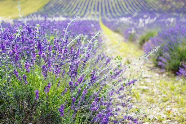 Levandulové pole poblíž valensole v provence, Francie. — Stock fotografie