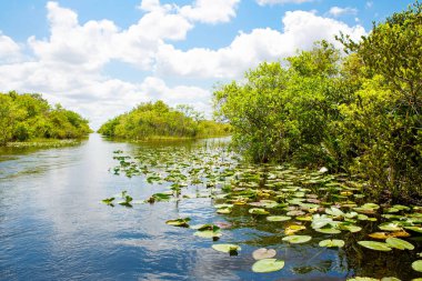 Florida sulak, tekne yolculuğu Everglades Ulusal Park ABD. Turistler, vahşi doğa ve hayvanlar için popüler bir yer.