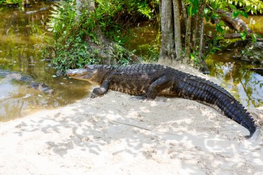 Florida sulak Amerikan timsah. Everglades Ulusal Parkı içinde Usa.