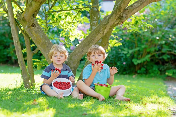 Dois amiguinhos, garotos se divertindo na fazenda de framboesa no verão — Fotografia de Stock
