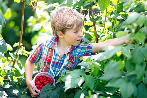 Lindo niño recogiendo bayas frescas en el campo de frambuesa . — Foto de Stock