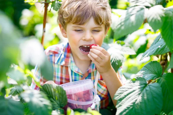 Söt liten unge plocka färska bär på hallon fält. — Stockfoto