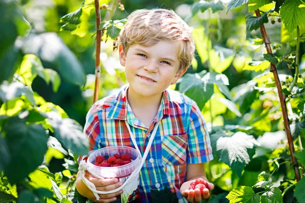 라즈베리 필드에 신선한 딸기를 따기 귀여운 아이. — 스톡 사진