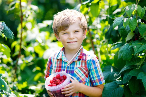 Lindo niño recogiendo bayas frescas en el campo de frambuesa . — Foto de Stock