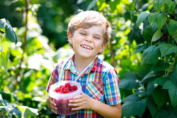 Lindo niño recogiendo bayas frescas en el campo de frambuesa . — Foto de Stock