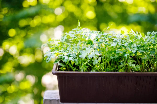 Fresh green parsley on balcony. Healthy herbs for cooking.