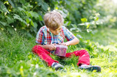 Sevimli küçük çocuk ahududu sahada taze çilek toplama.