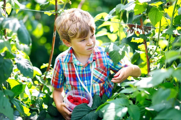Sevimli küçük çocuk ahududu sahada taze çilek toplama.