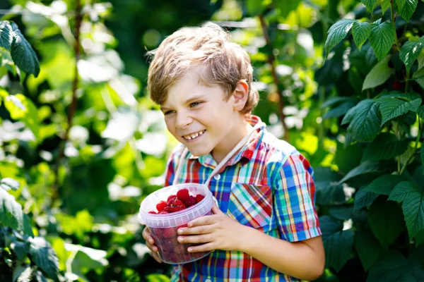 Söt liten unge plocka färska bär på hallon fält. — Stockfoto