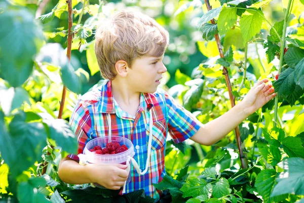 Sevimli küçük çocuk ahududu sahada taze çilek toplama.