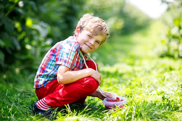 Söt liten unge plocka färska bär på hallon fält. — Stockfoto