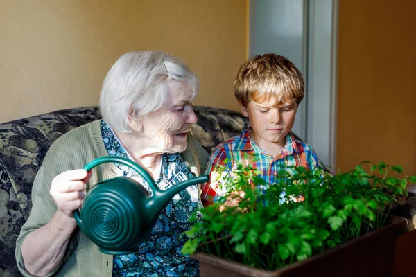 Active little preschool kid boy and grand grandmother watering parsley plants with water can at home — Stock Photo, Image