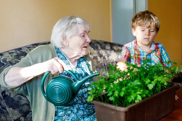 Actieve kleine preschool jongen jongen en grand grootmoeder peterselie planten water te geven met water kunnen thuis — Stockfoto