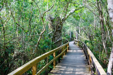 Florida sulak, ahşap yol iz Everglades Ulusal Park ABD.