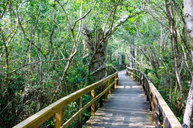 Florida wetland, wooden path trail at Everglades National Park in USA. clipart