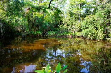 Florida sulak, ahşap yol iz Everglades Ulusal Park ABD.
