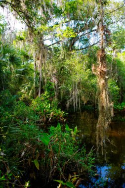 Florida sulak, ahşap yol iz Everglades Ulusal Park ABD.