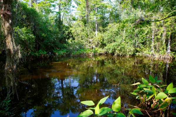 Florida wetland, houten pad trail in Everglades National Park in de Verenigde Staten. — Stockfoto