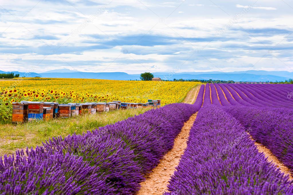 Blossoming lavender and sunflower fields in Provence, France.