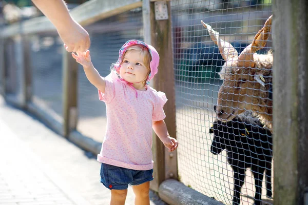 Roztomilé roztomilé batole dívka krmení málo koz a ovcí na farmě děti. Krásné miminko dítě mazlení zvířata v zoo. — Stock fotografie