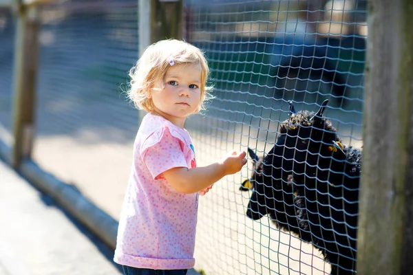 Adorable cute toddler girl feeding little goats and sheeps on a kids farm. Beautiful baby child petting animals in the zoo. — Stock Photo, Image