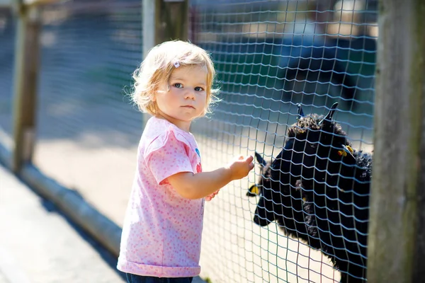 Adorable linda niña alimentando cabras y ovejas en una granja de niños. Hermoso bebé acariciando animales en el zoológico . —  Fotos de Stock