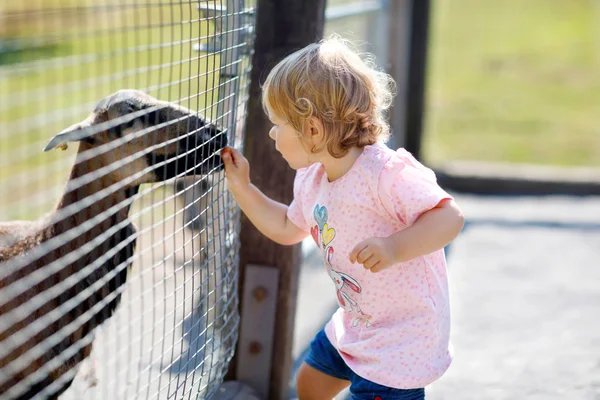 Adorable cute toddler girl feeding little goats and sheeps on a kids farm. Beautiful baby child petting animals in the zoo. — Stock Photo, Image