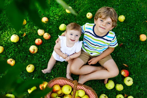 Two children picking apples on a farm in early autumn. Little baby girl and boy playing in apple tree orchard. Kids pick fruit in a basket. — Stock Photo, Image